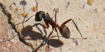 مغز رباتی جدید با الهام از پرندگان و مورچه ها برای ناوبری بدون GPS